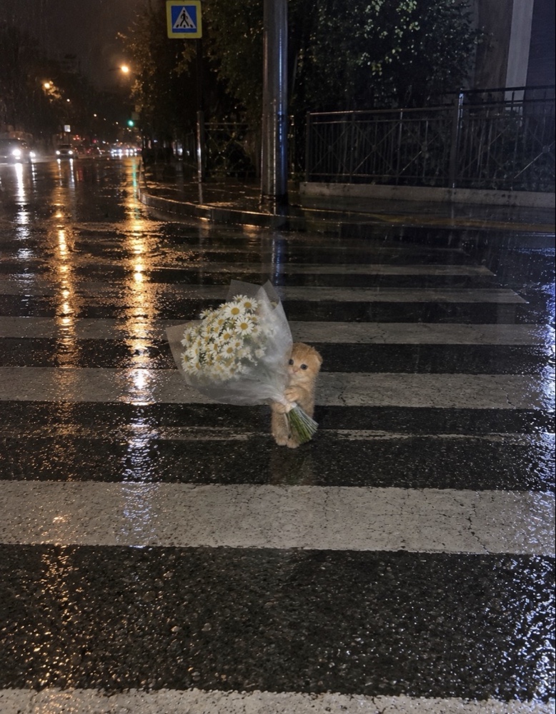 The original ginger daisy kitten holding a bouquet of white daisies on a rain-soaked crosswalk at night.